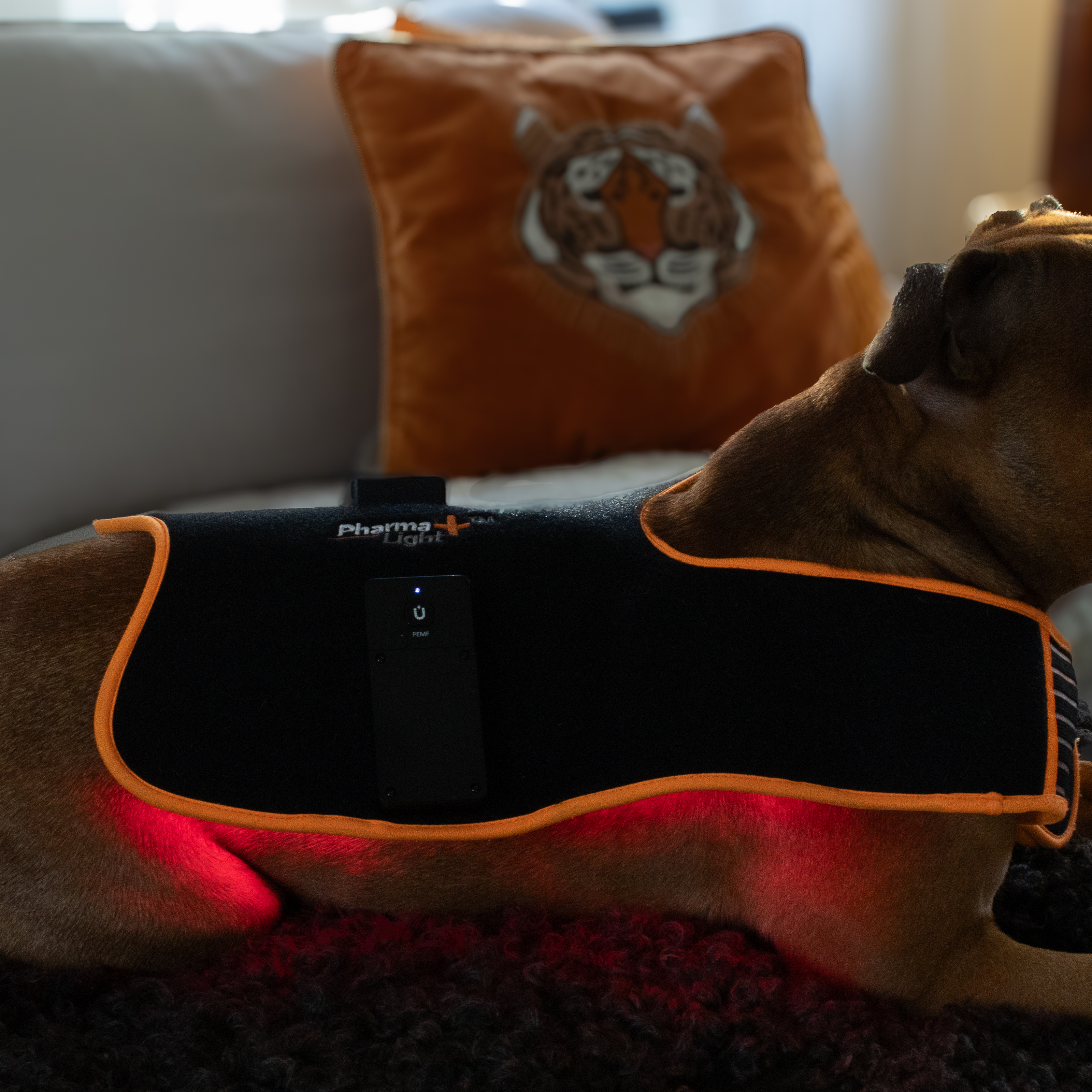 ModelLight Led Treatment Pad PEMF Canine - 4