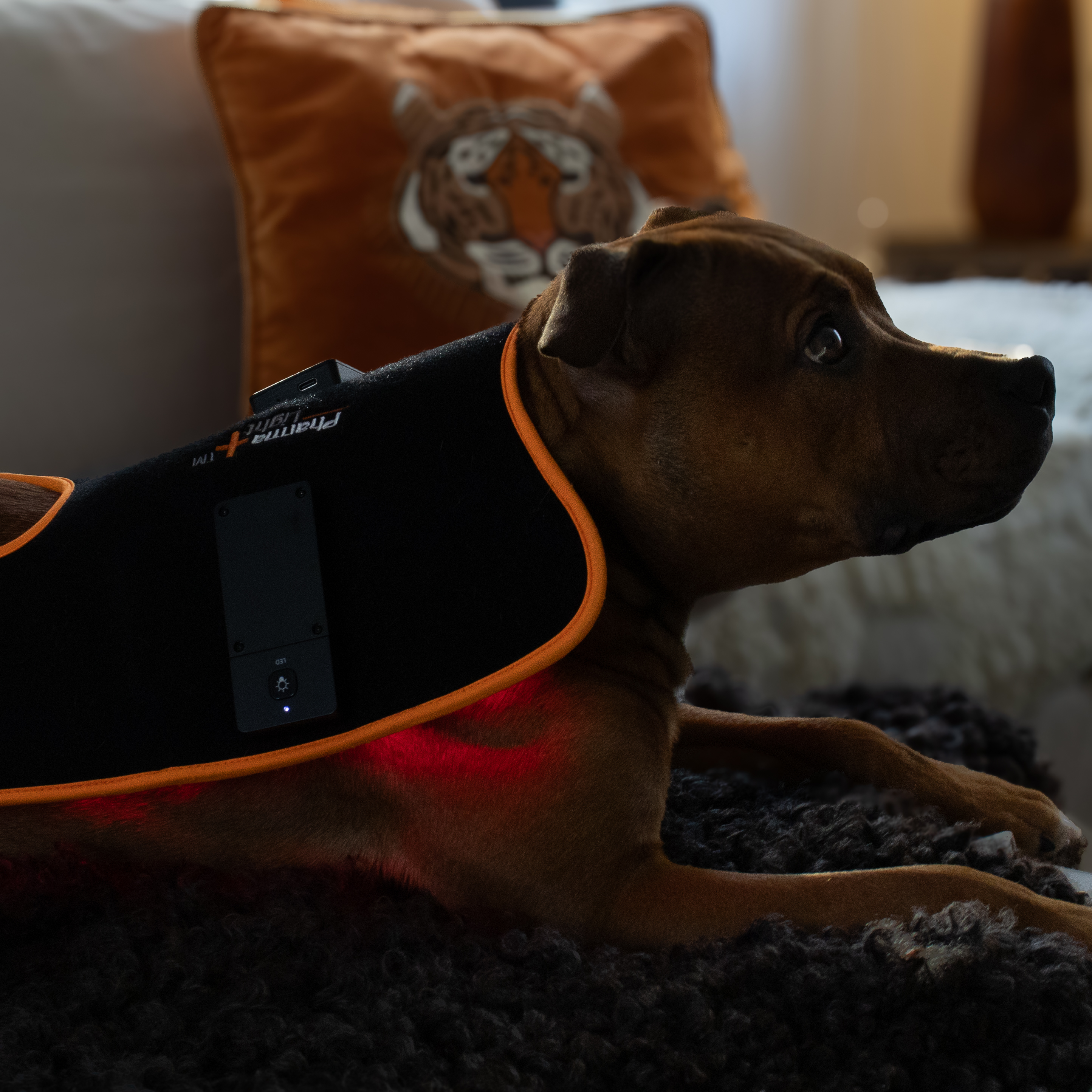 ModelLight Led Treatment Pad PEMF Canine - 9
