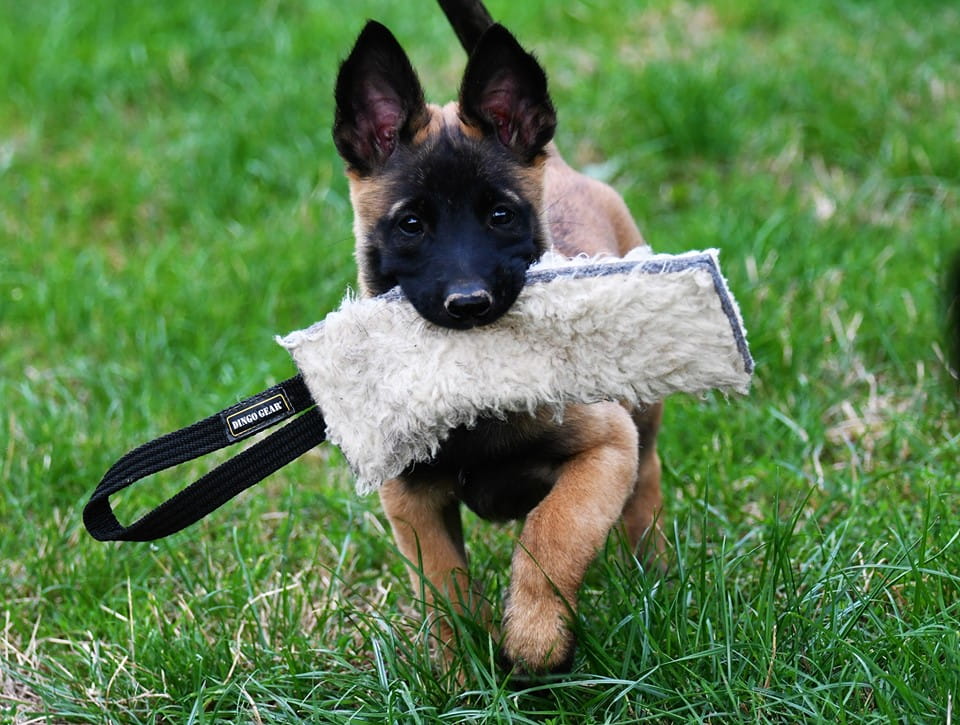 Dingo Gear Tug Toy in Sheep Wool with Handle - High-quality