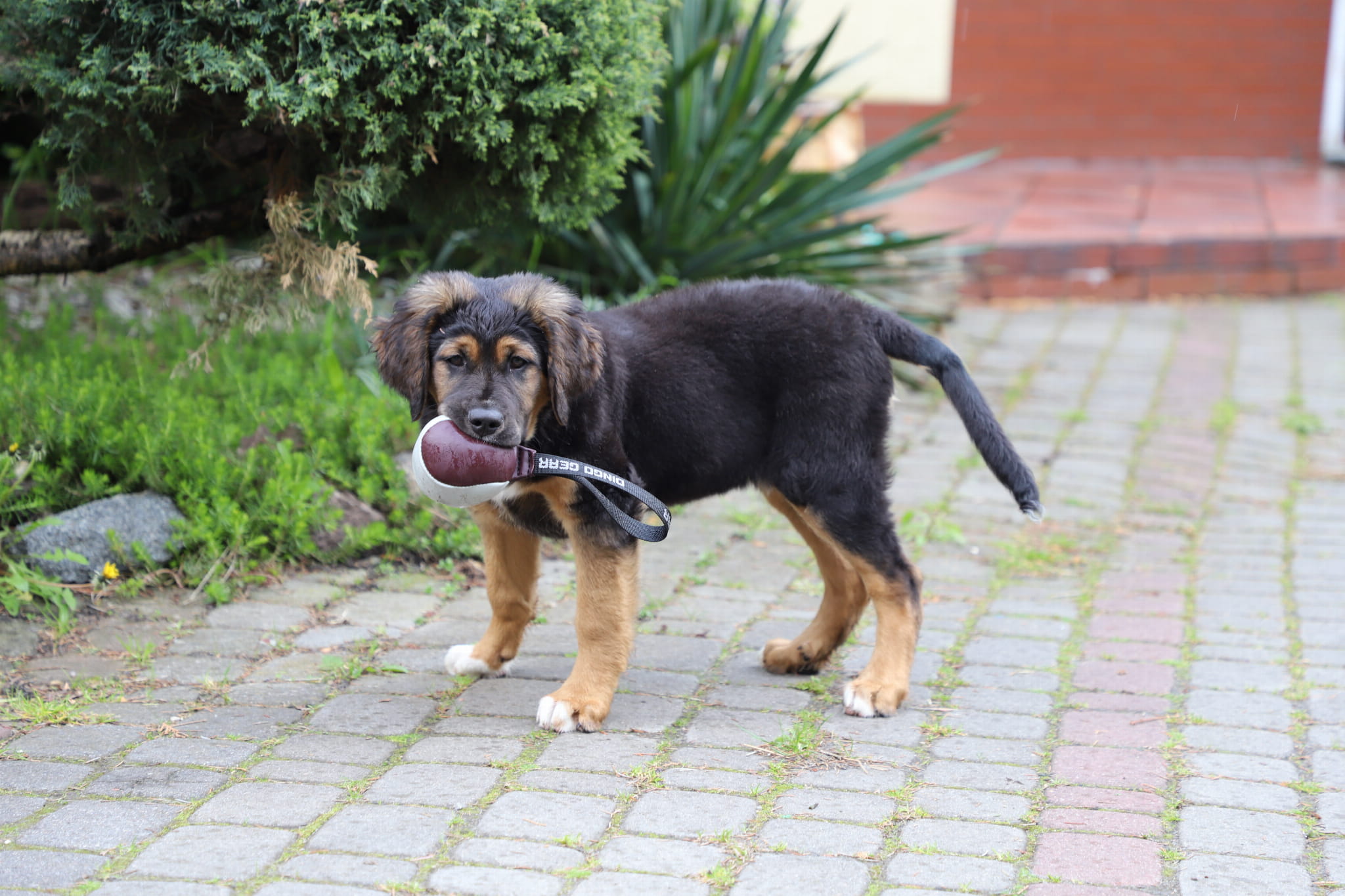 Dingo Gear Leather Ball Tug Toy - Assorted Colors