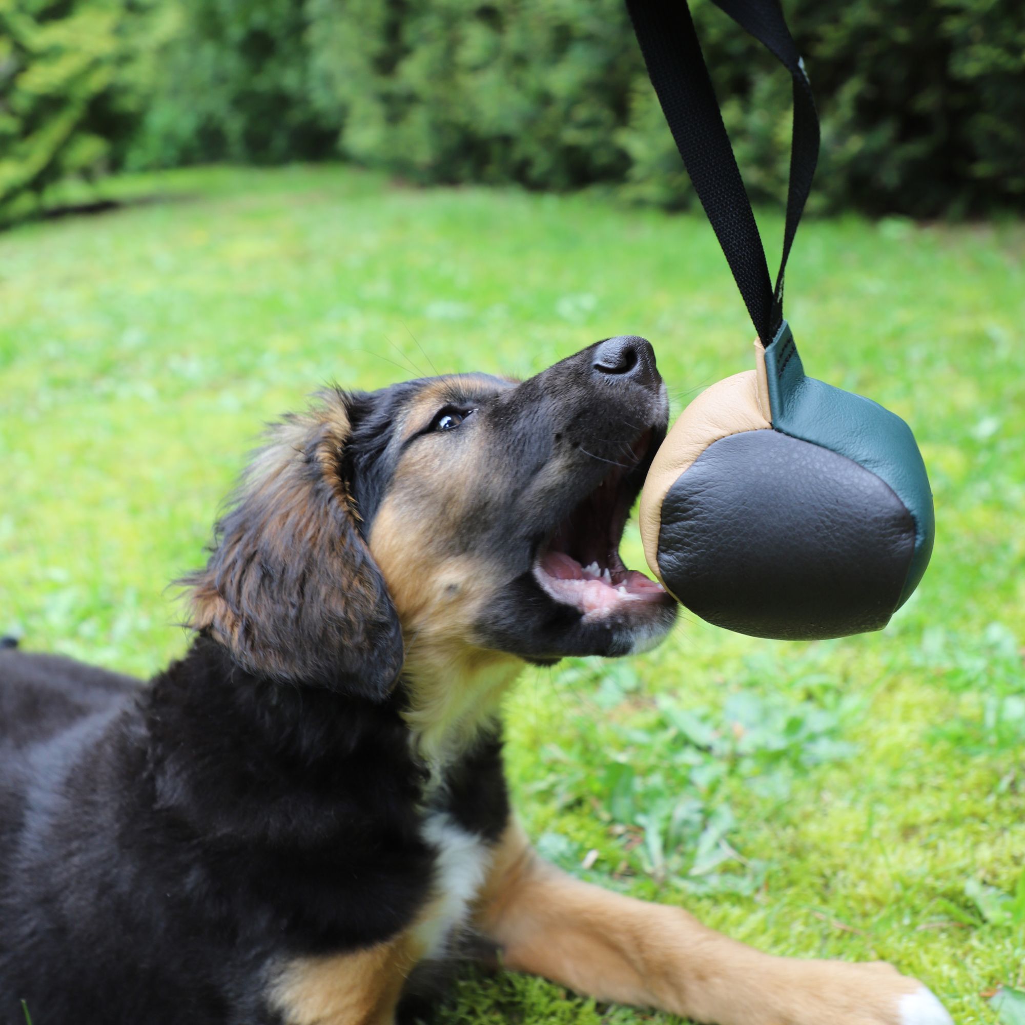 Dingo Gear Leather Ball Tug Toy - Assorted Colors - Soft