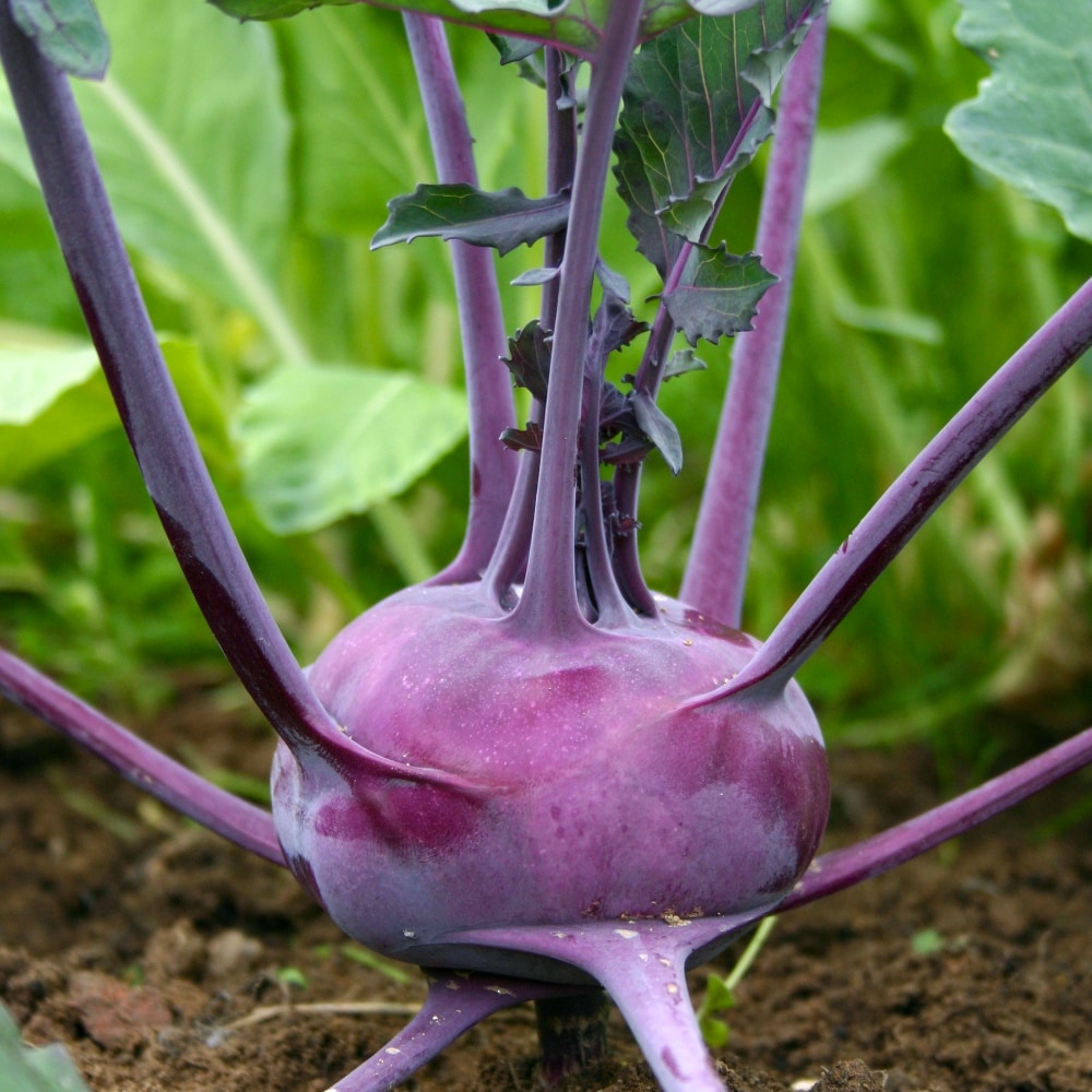 Kålrabbi 'Delikatess Blauer'