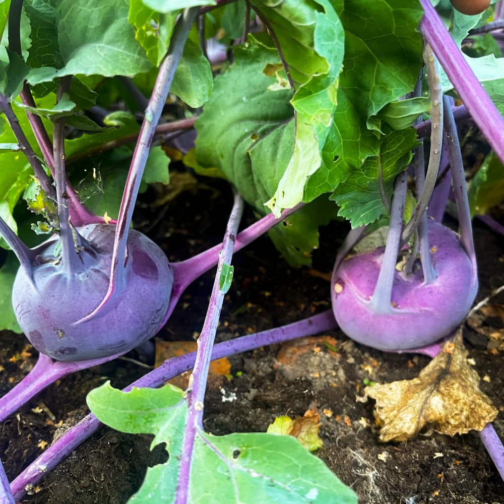 Kålrabbi 'Delikatess Blauer' - 3