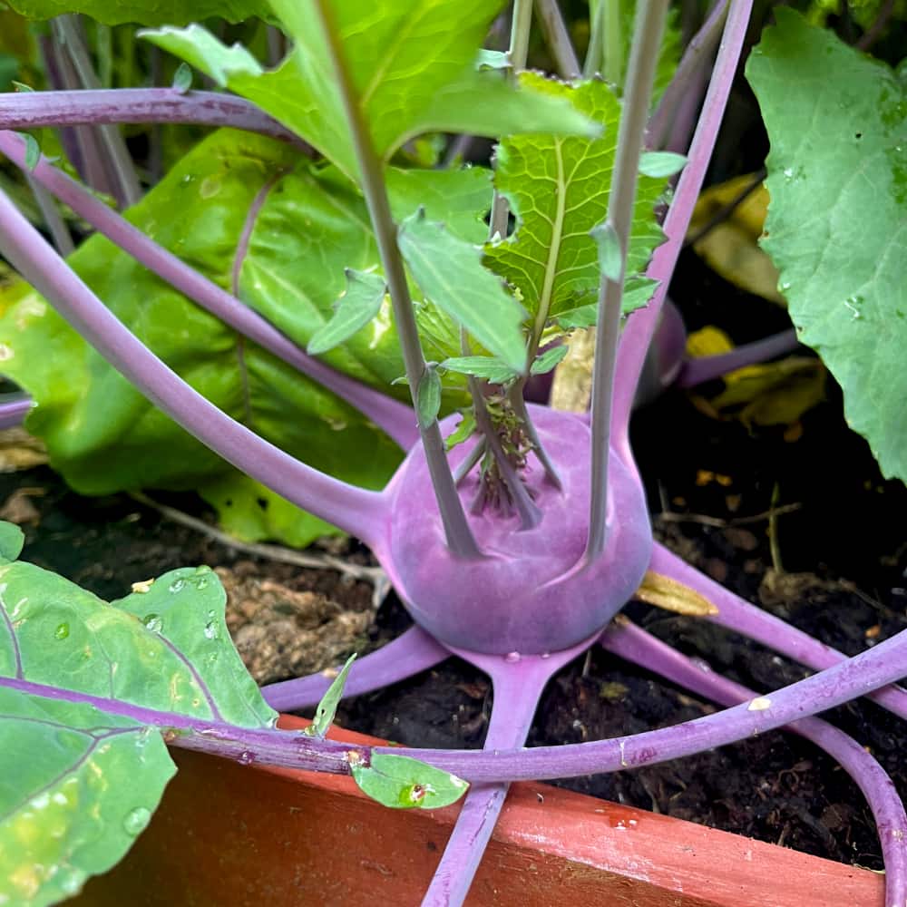 Kålrabbi 'Delikatess Blauer'