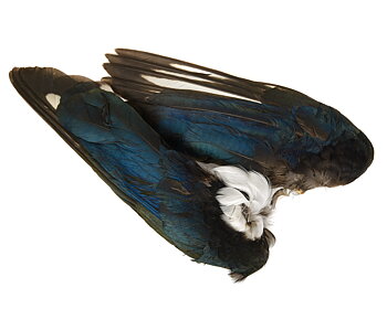 Magpie whole wings