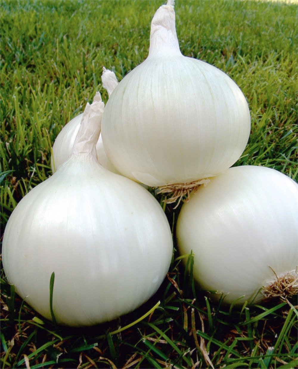 Lök 'White Utah Jumbo'