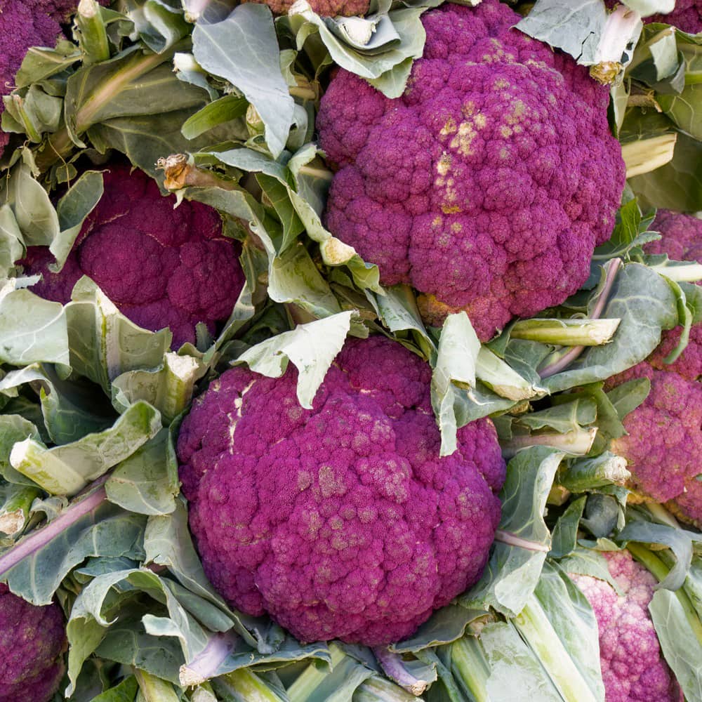 Lila blomkål 'Di Sicilia Violetto'