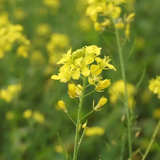 Svartsenapens gula blommor