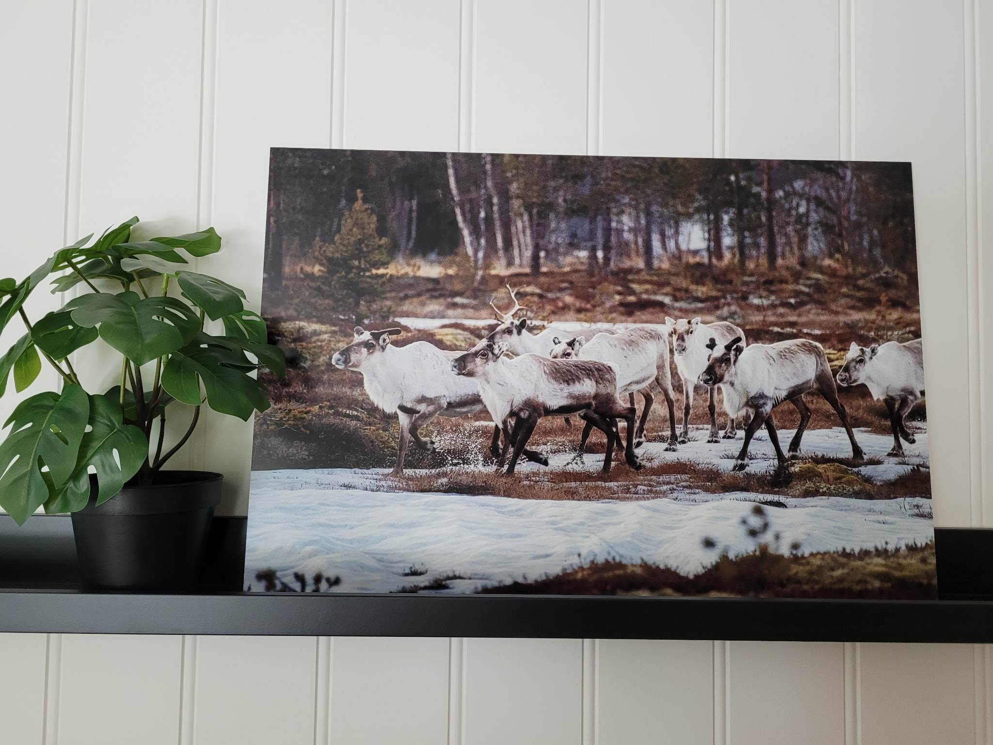 Reiner i sprang - Trykk på aluminiumsplate