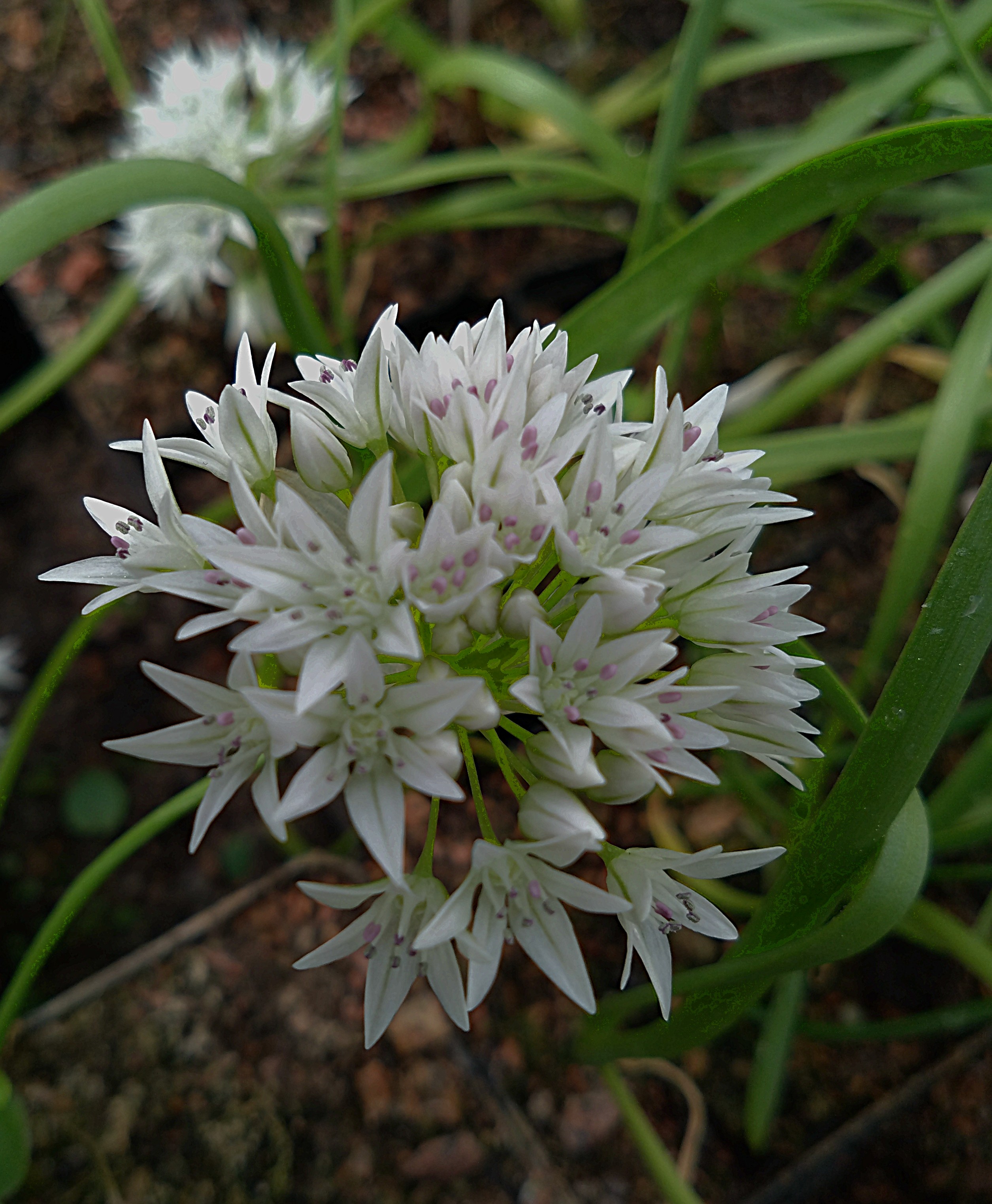 Allium brandegeei