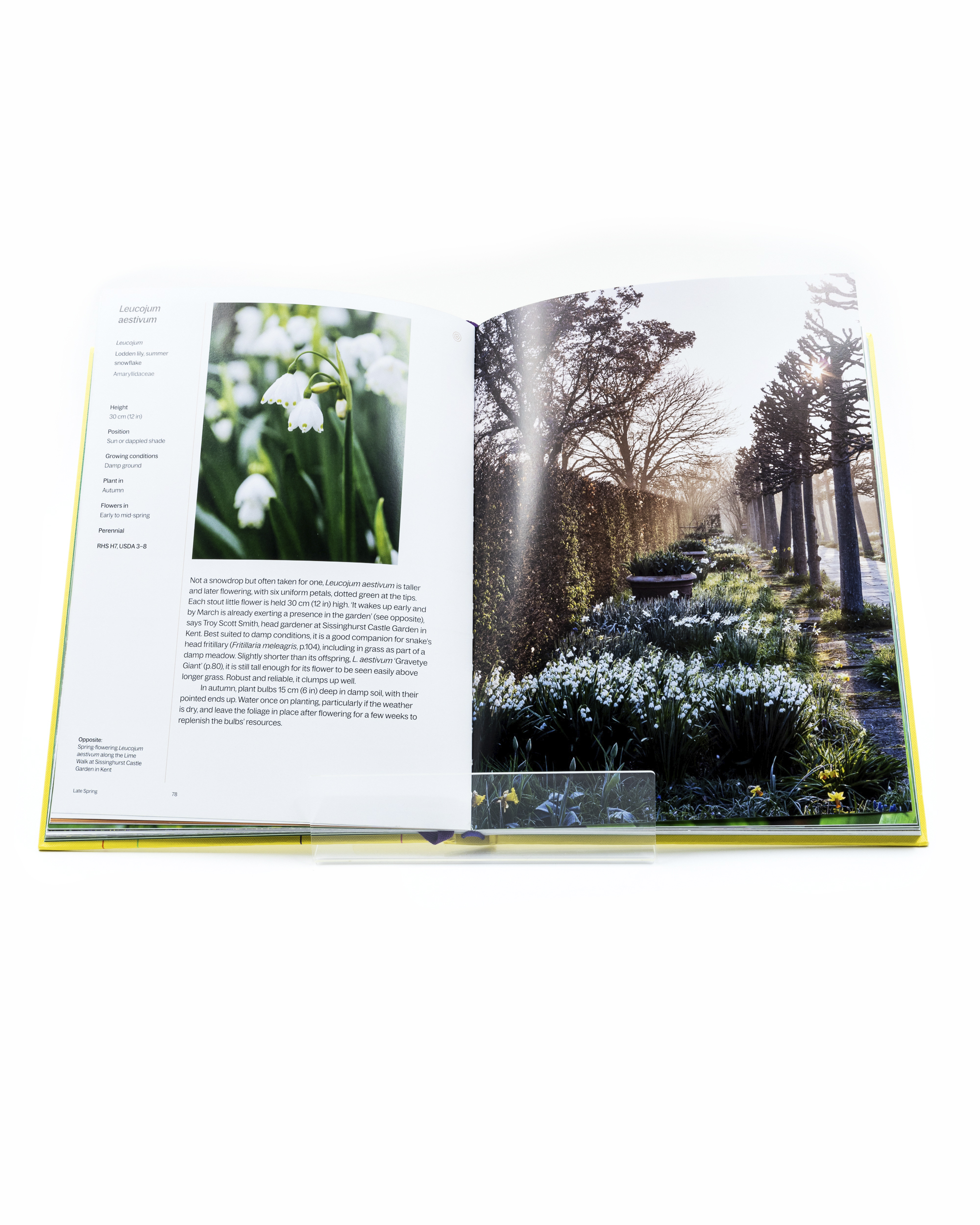  A Year in Bloom: Flowering Bulbs for Every Season - 3