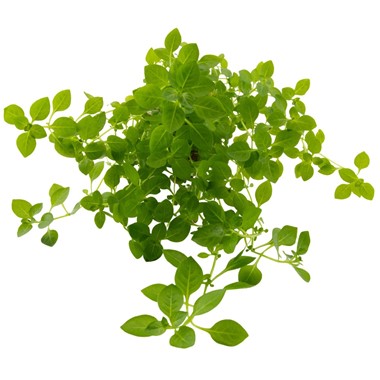 Dennerle Plants Ludwigia Palustris 'Green' i Kruka