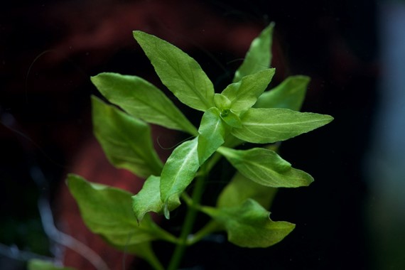 Dennerle Plants Ludwigia Palustris 'Green' i Kruka - 2