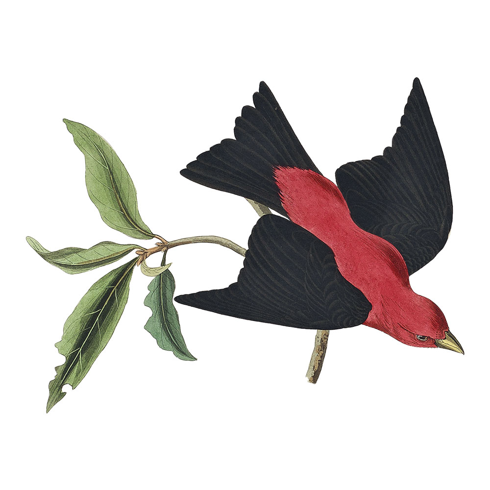Scarlet tanager - Wildlife Garden Online