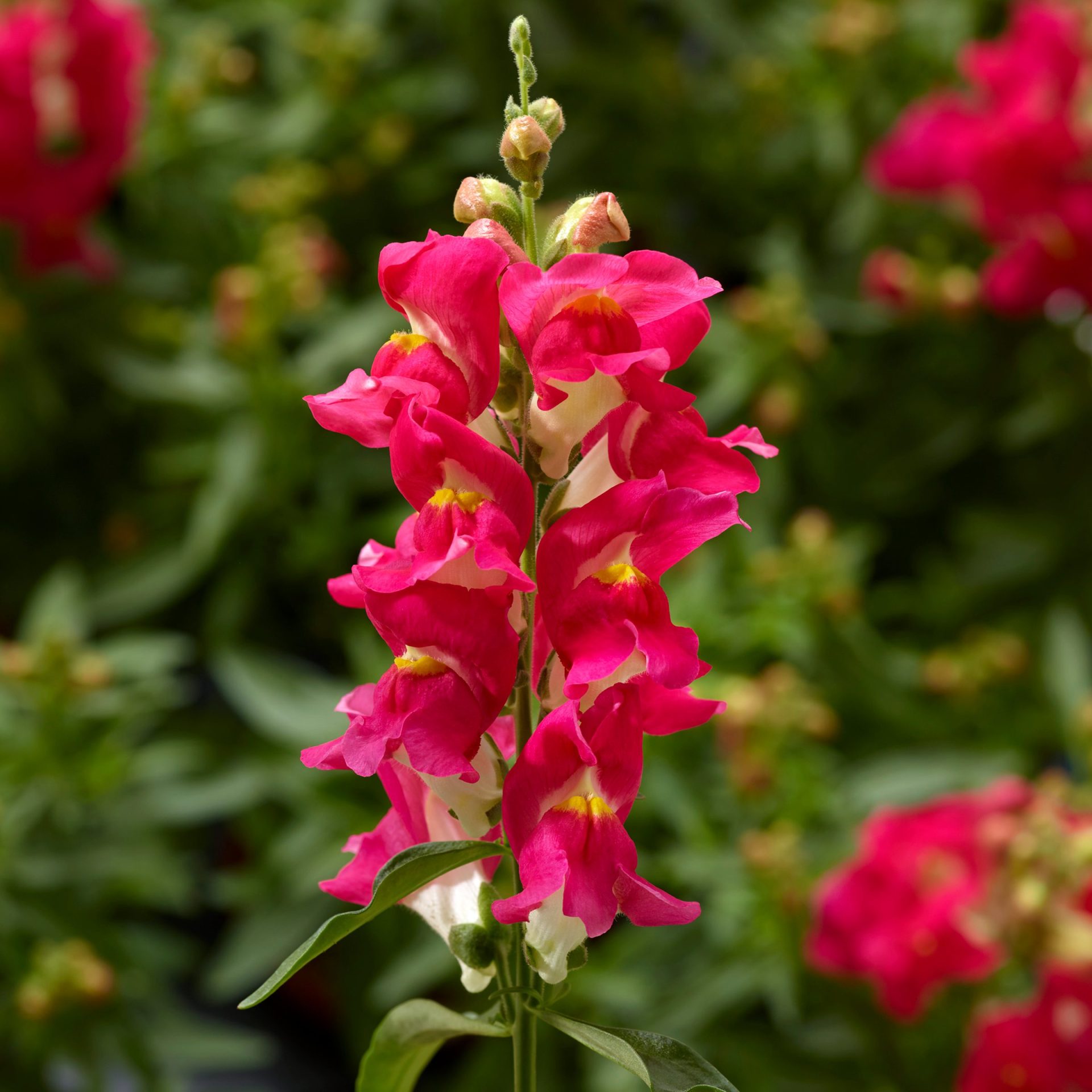 Lejongap 'Snaptini Rose Bicolor'