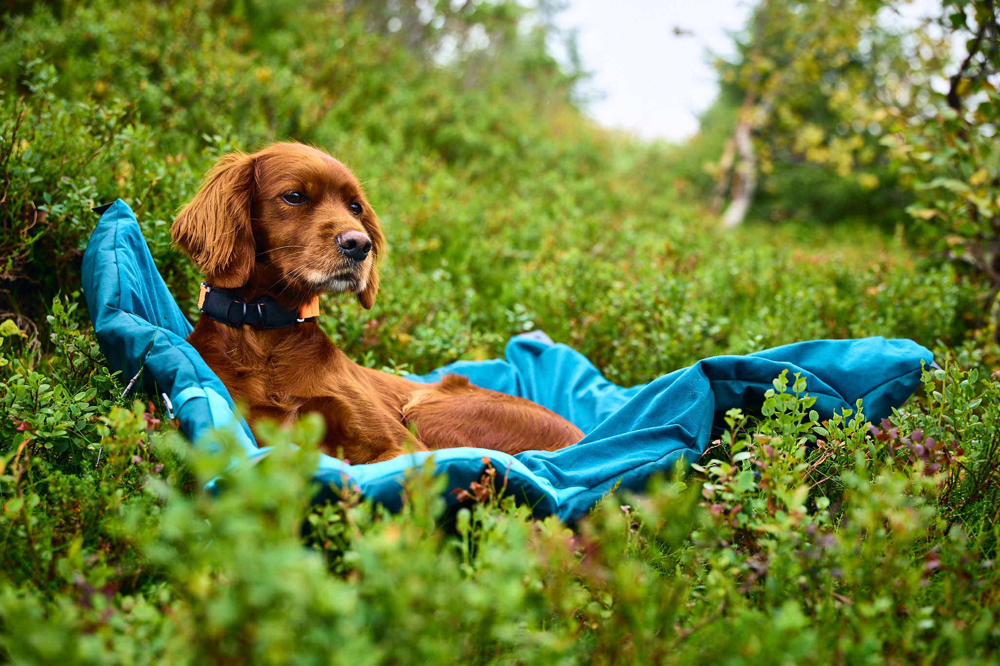 Non-Stop Dogwear Trekking Dog Bed Hundsäng - Dark Teal 