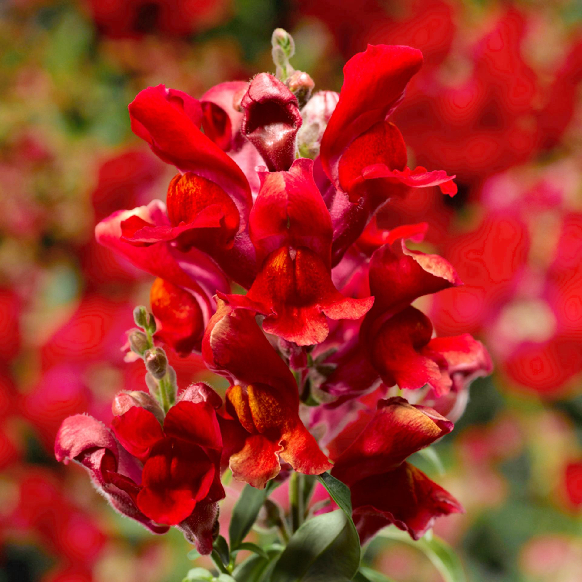 Lejongap 'Snaptini Scarlet'