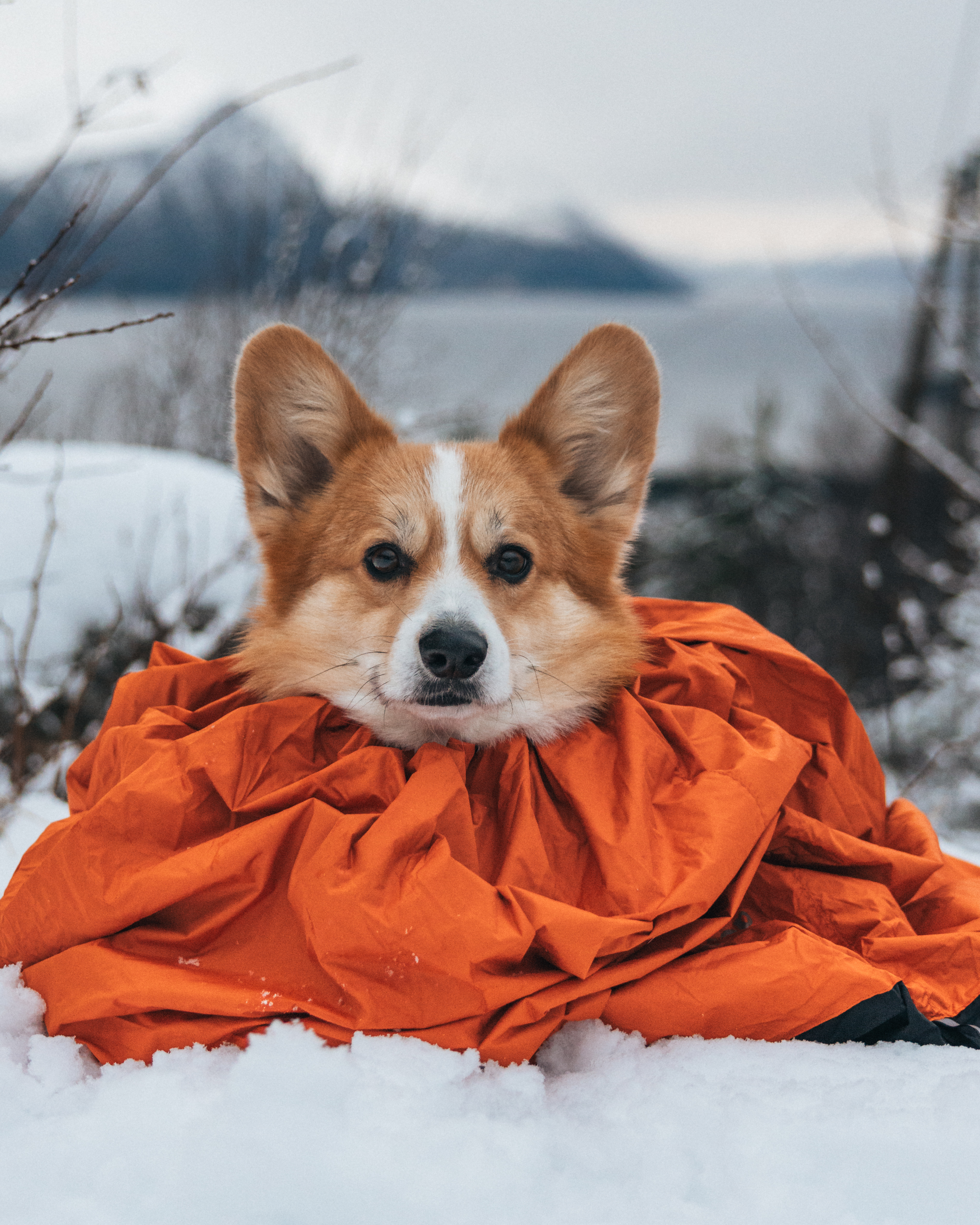 Non-Stop Dogwear Bivvy Bag  - Orange - Insulating