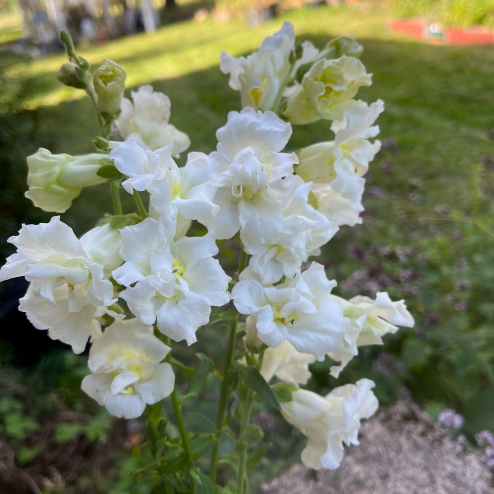 Lejongap 'Snapstar White F1'