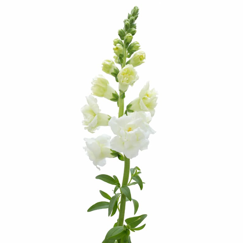 Lejongap 'Snapstar White F1' - 3