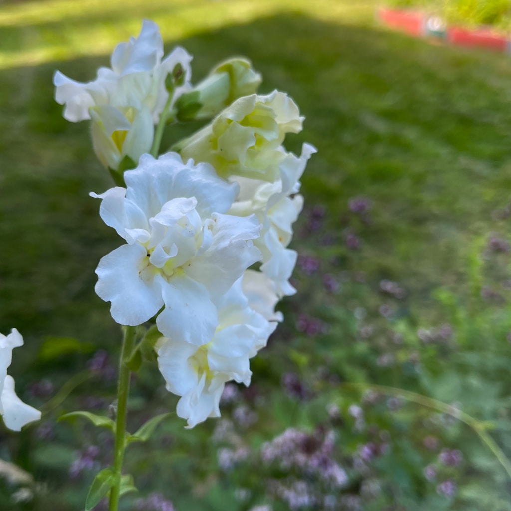 Lejongap 'Snapstar White F1'