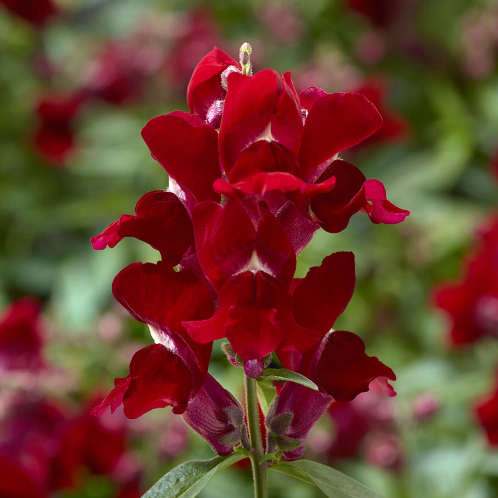 Lejongap Snapstar Red
