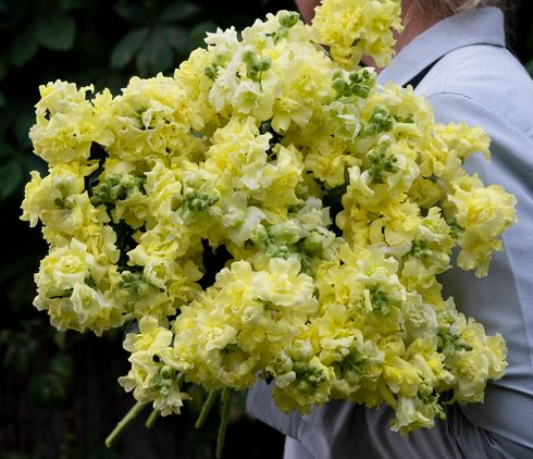 Lejongap 'Madame Butterfly Yellow' F1