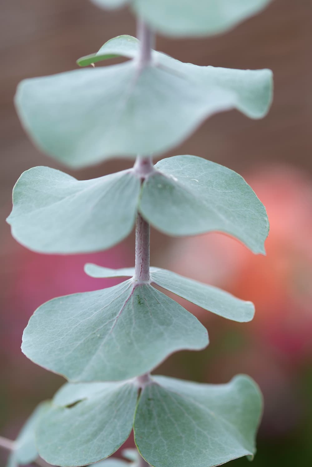 Eucalyptus 'Silver-leaved Mountain Gum'