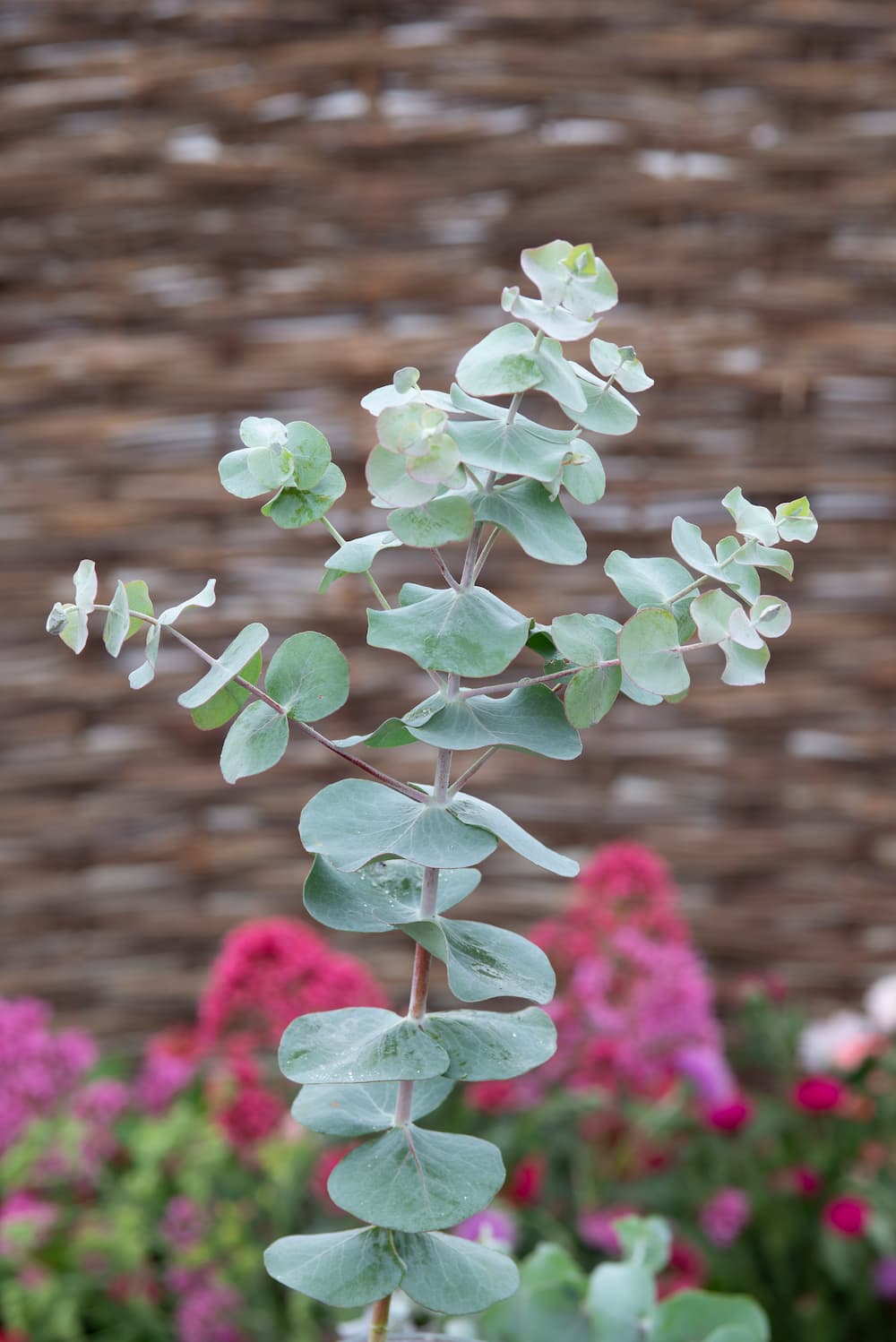 Eucalyptus 'Silver-leaved Mountain Gum'