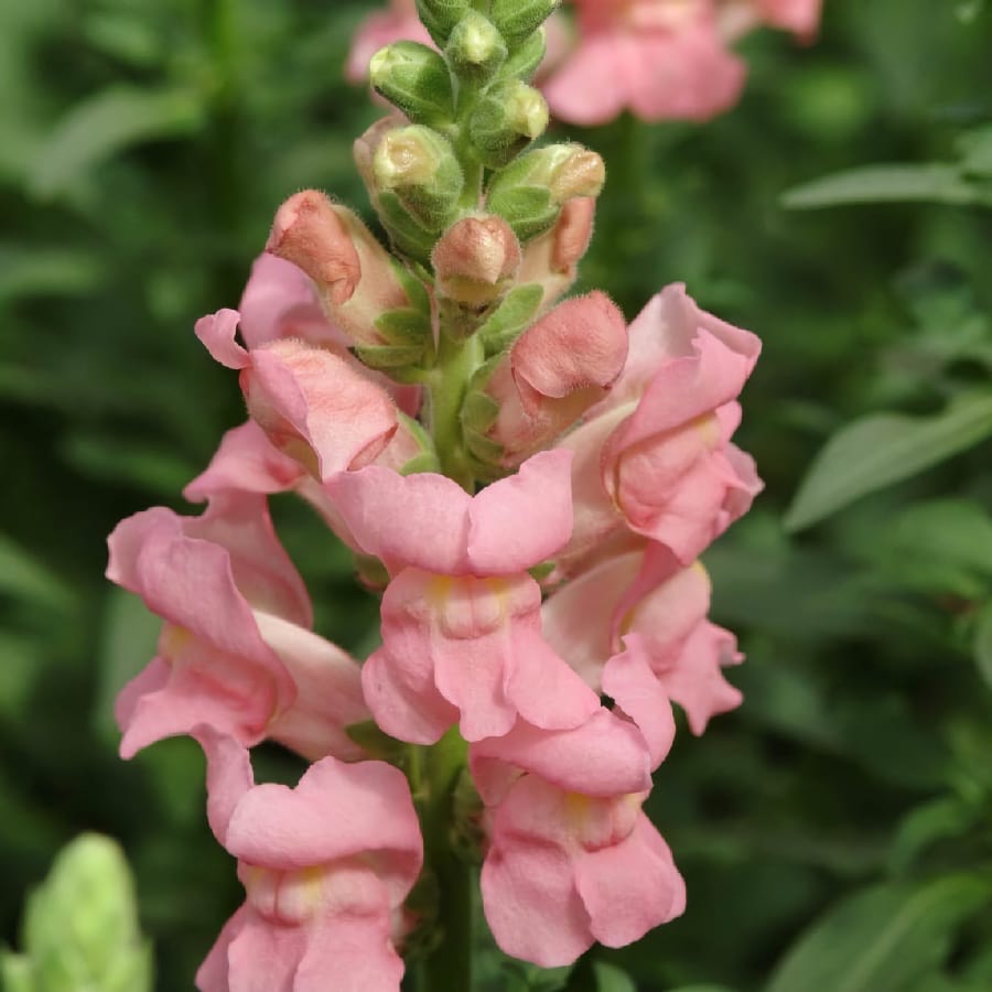 Lejongap 'Potomac Pink'