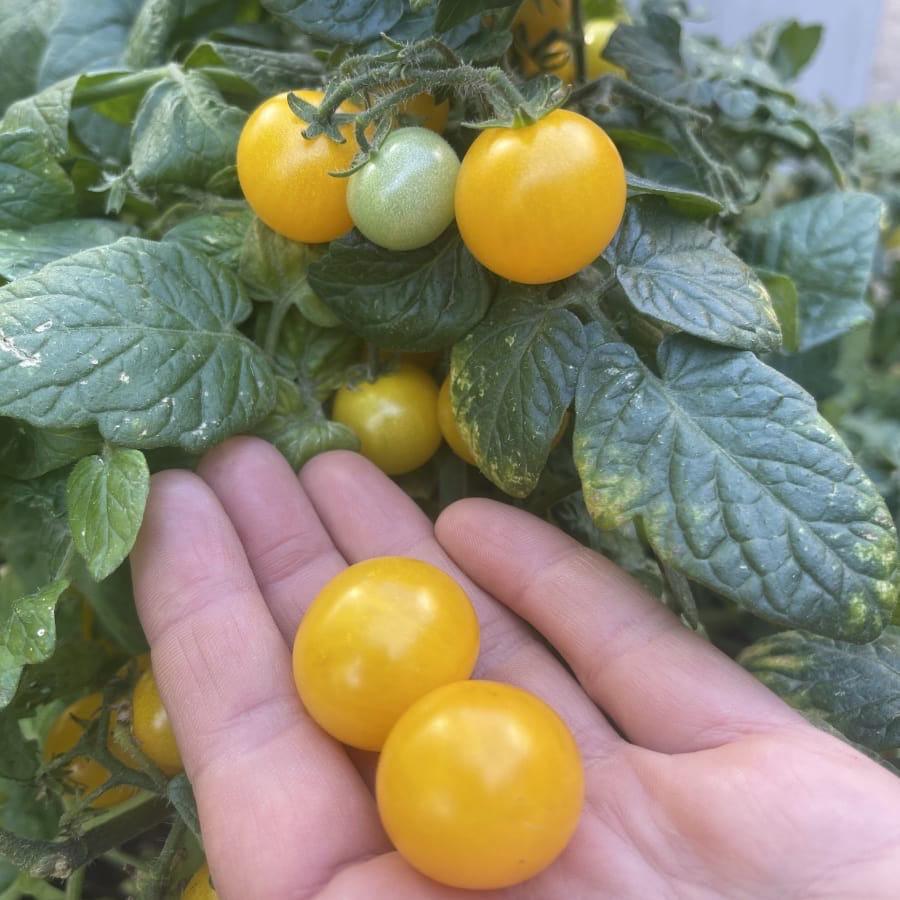 Kruktomat 'Balcony Yellow' F1