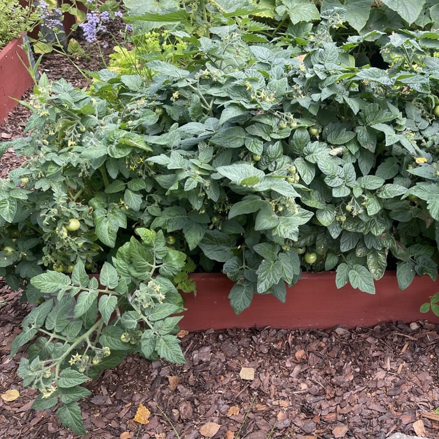 Kruktomat 'Balcony Yellow' F1 - 2