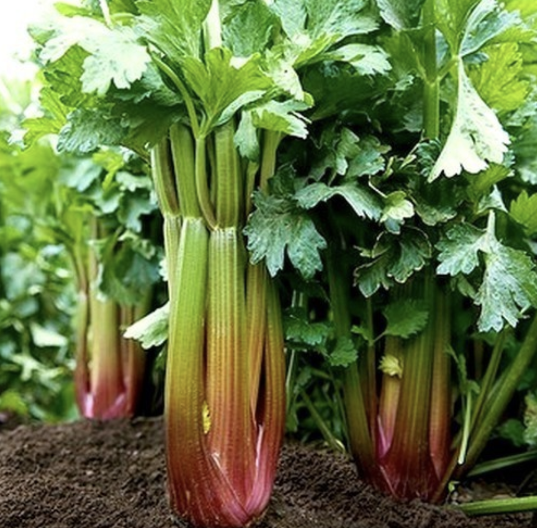  Röd blekselleri 'Giant Red' 