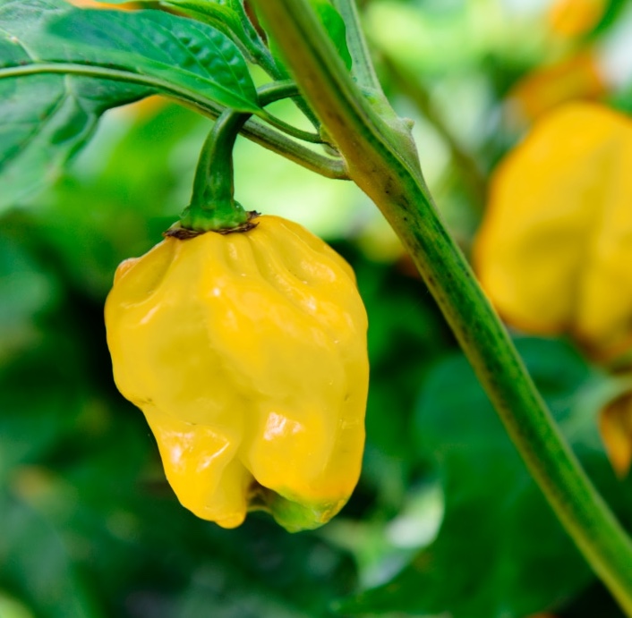 Havannapeppar 'Habanero Yellow'