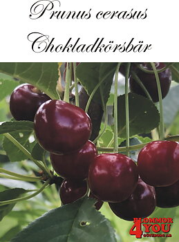 Surkörsbär P.cer Chokladkörsbär  (CAC) P.avi     Stam 2-års A-kv Co.