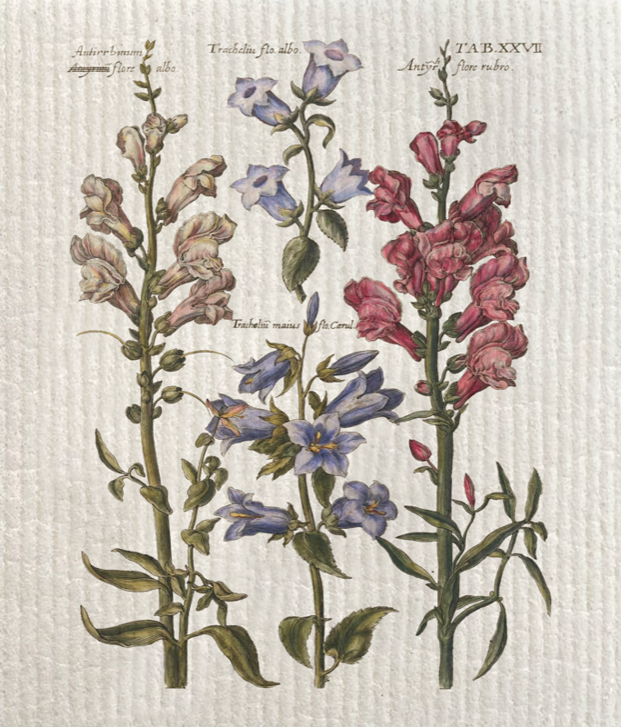  Vintage Collection Miljövänlig Disktrasa Campanula