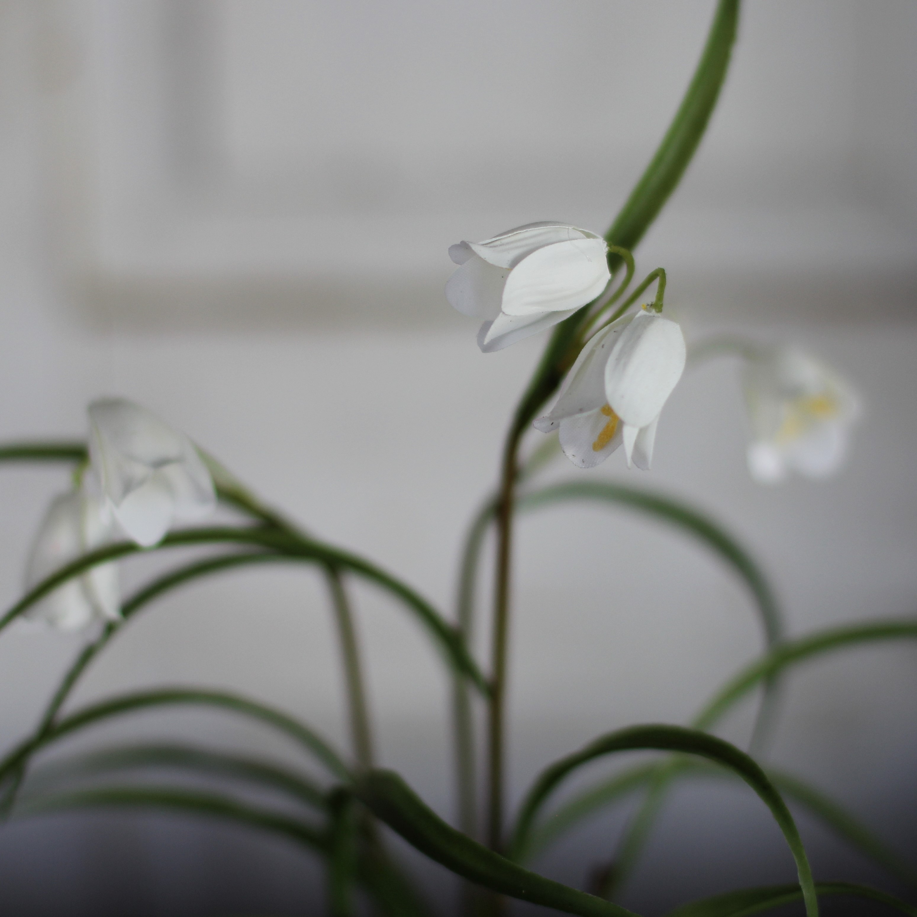 Frittilaria 30 cm - Vit - 2