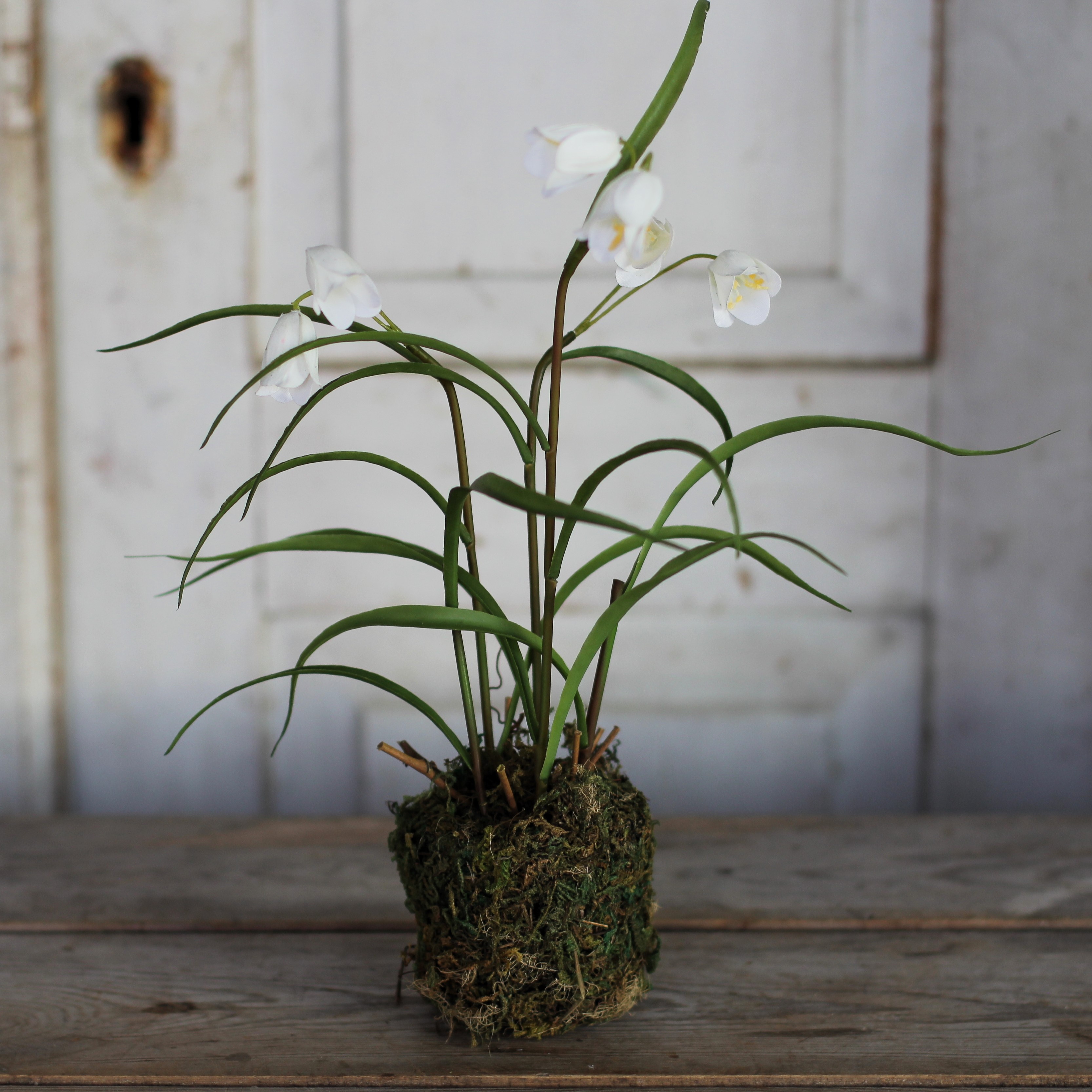 Frittilaria 30 cm - Vit