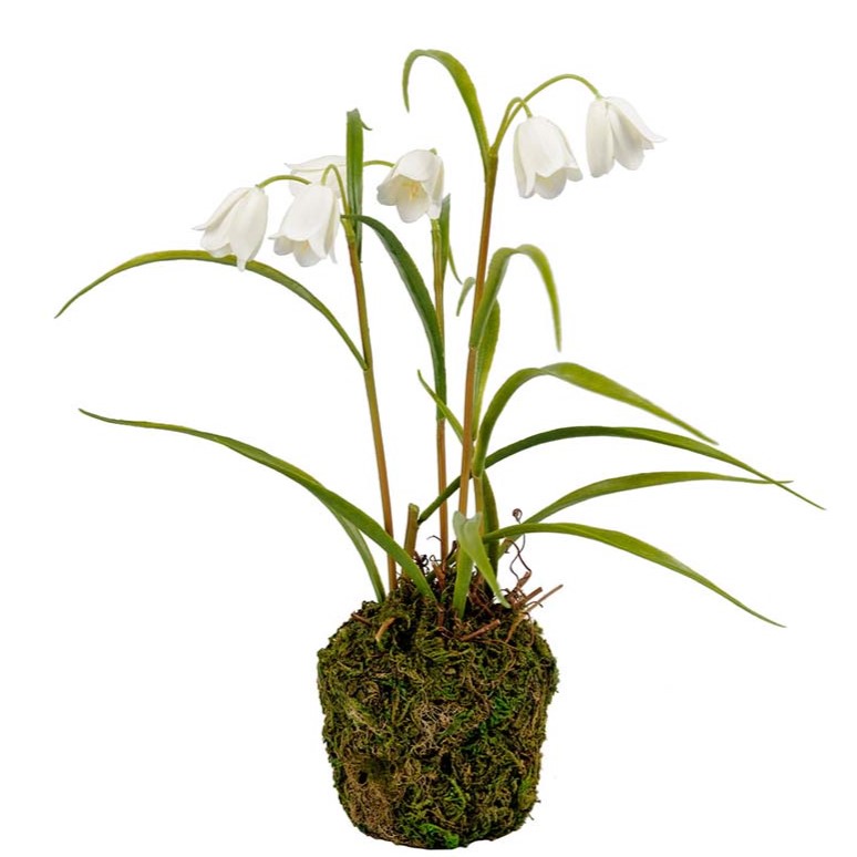 Frittilaria 30 cm - Vit - 3