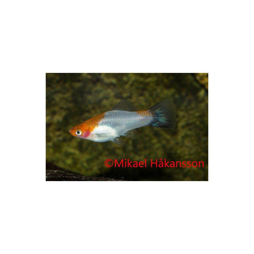 Svärdbärare Koi Kohaku wagtail (Xiphophorus hellerii)