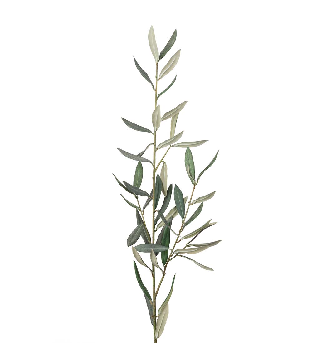 Olivkvist 50 cm - 2