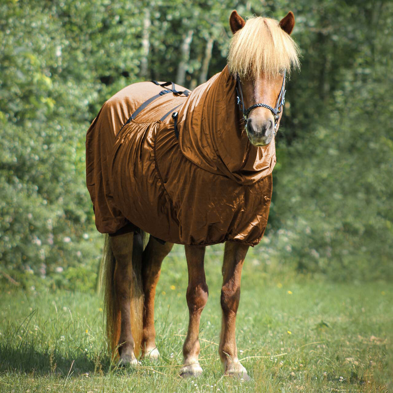 QHP Eczema Rug Icelandic Horse - Bronze - Durable