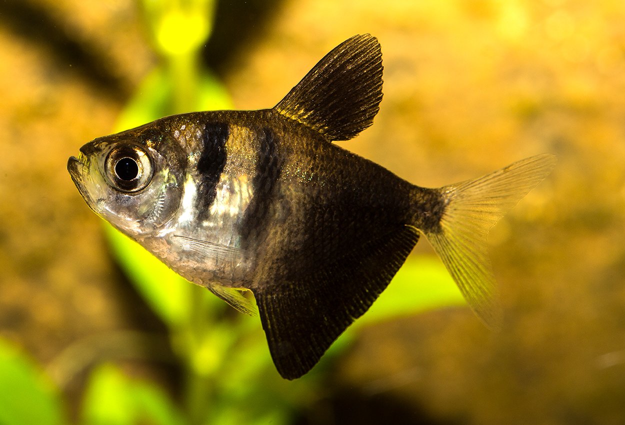 Sorgmanteltetra (Gymnocorymbus ternetzi)