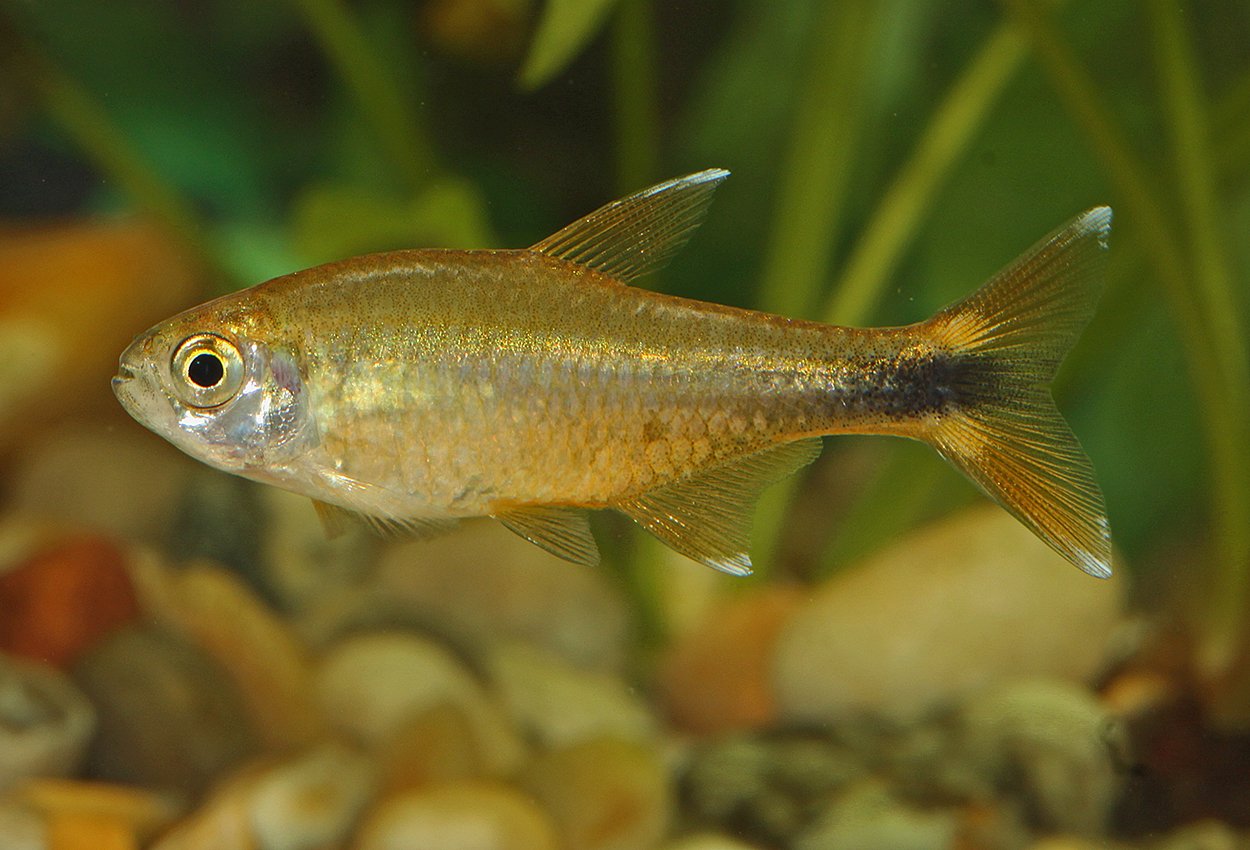 Koppartetra (Hasemania nana)