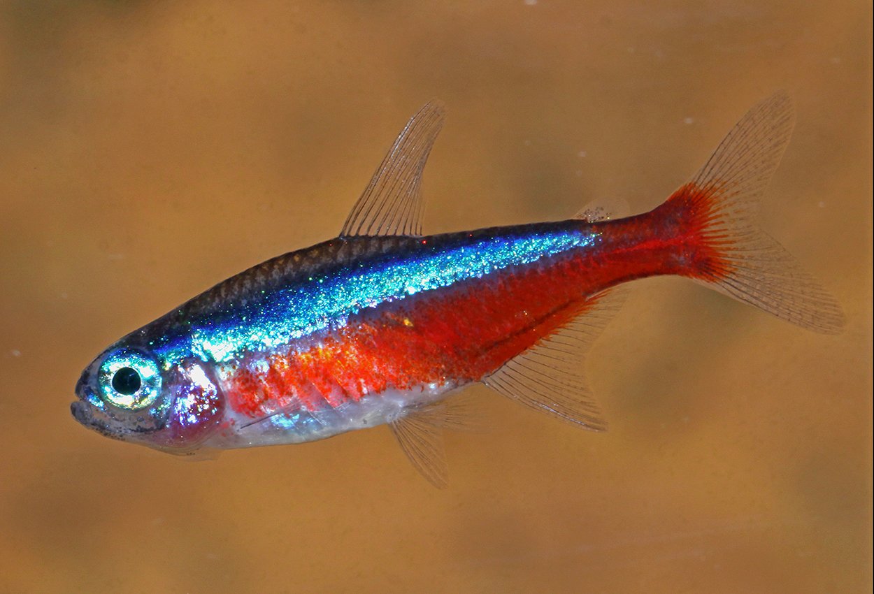 Kardinaltetra (Paracheirodon axelrodi)