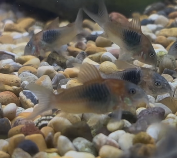Corydoras Venezuela Orange (Corydoras venezuelanus)