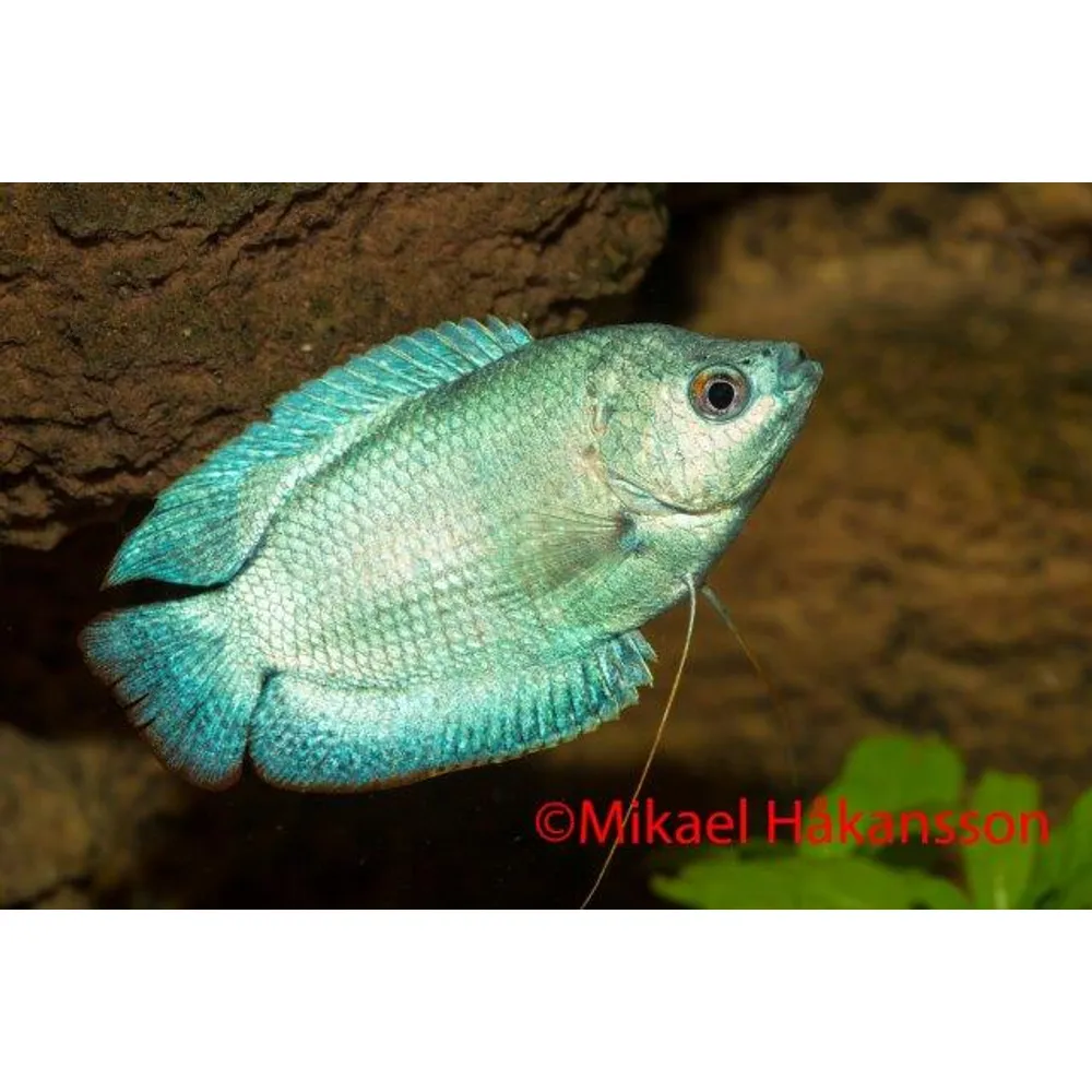 Dvärggurami Neon Cobolt (Trichogaster lalius)