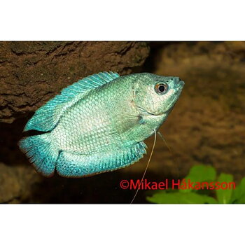 Dvärggurami Neon Cobolt (Trichogaster lalius)