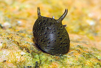 Antennsnäcka (Clithon corona)