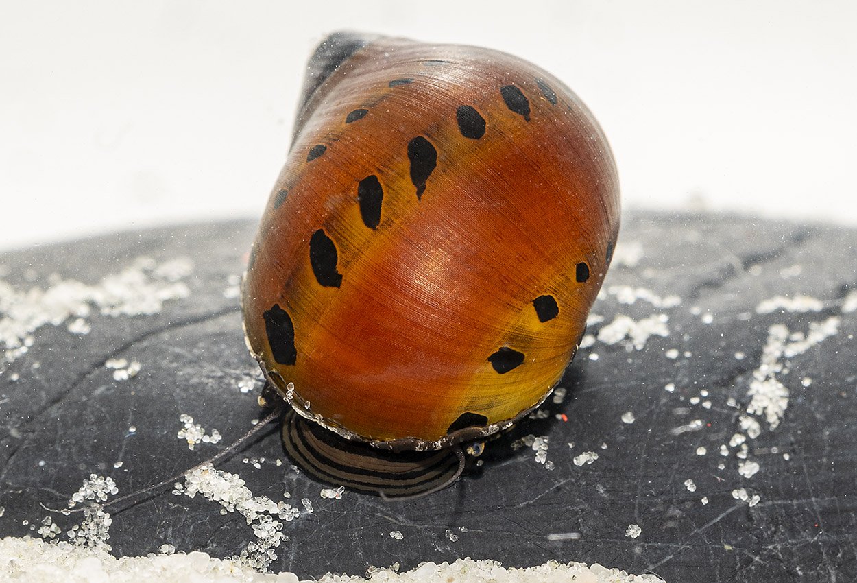 Tigersnäcka (Vittina semiconica)